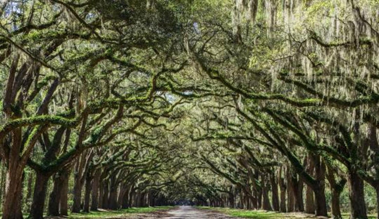 5Min To River Street, Dt - Spacious - Free Parking Savannah Extérieur photo